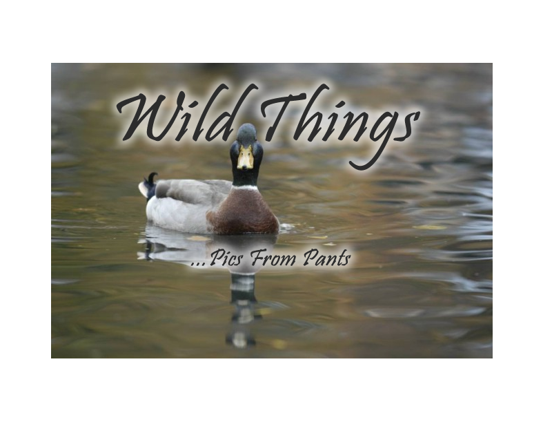 Enter Wild Things Gallery