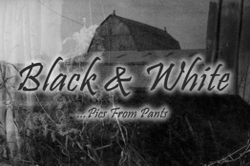 Black & White 02