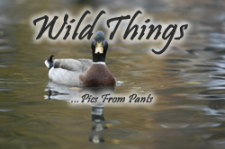 Wild Things 07
