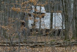 forest finds