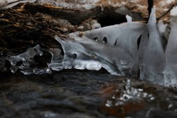 ice jewels