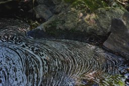 natures design