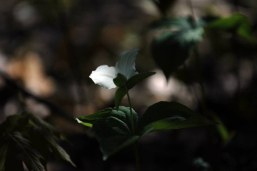 in bloom