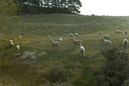 on the farm