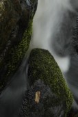 rapid liquid