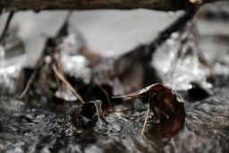 iced