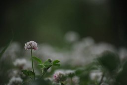 in bloom