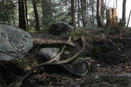 into the forest