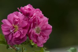 in bloom