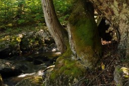 into the forest