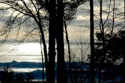 treestacular with a view