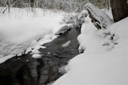 frozen tundra
