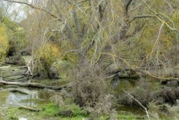 treestacular
