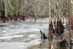 water logged