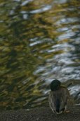 just ducky