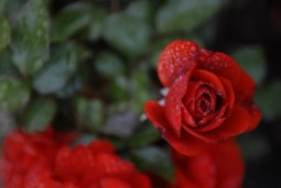 in bloom