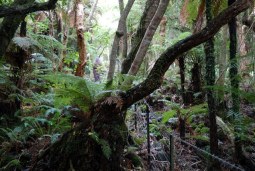 into the forest