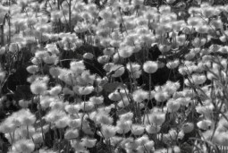 in bloom