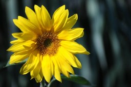 in bloom
