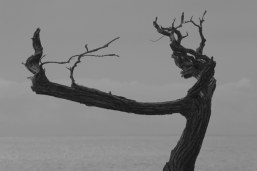 natures design
