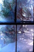 beyond the glass
