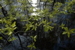 reflection