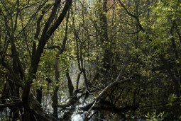 into the forest