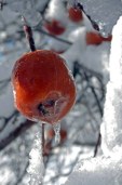 iced