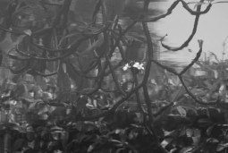 in bloom