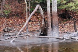 water logged