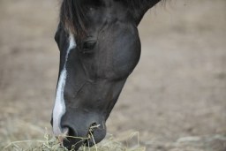 horsing around