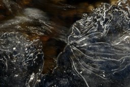 iced wings