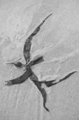 natures design