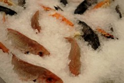 frozen fishy tales