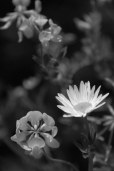 in bloom