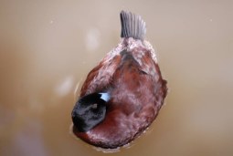 just ducky