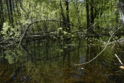 water logged