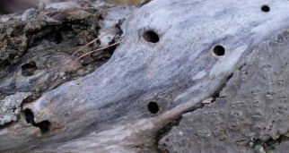 natures design