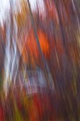 blurred vision
