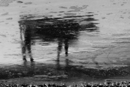 bovine reflection