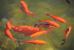 in the pond