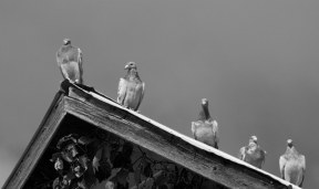 birds of a feather