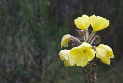 in bloom