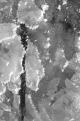 iced shards