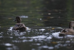 just ducky
