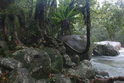 rapid liquid