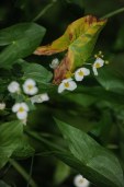 in bloom