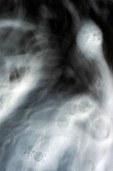liquid desire
