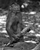 monkey around