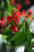 in bloom